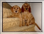 Basset Fauve de Bretagne, dwa, s�odkie, schody